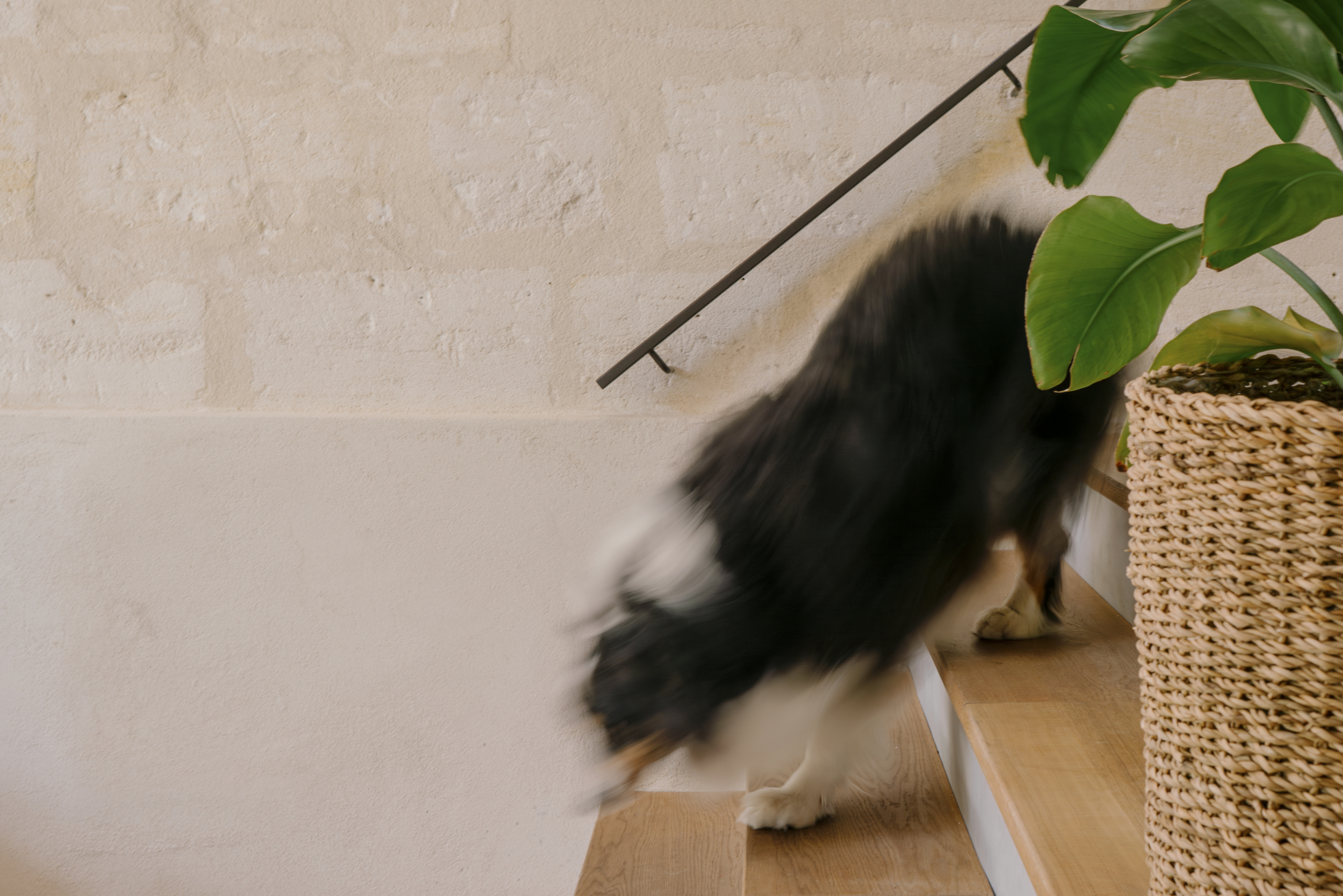 53_Banette©fabiosem